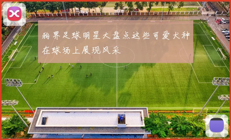 狗界足球明星大盘点这些可爱犬种在球场上展现风采
